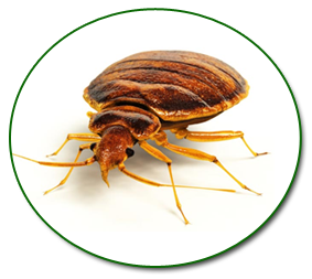 Bed Bugs Control