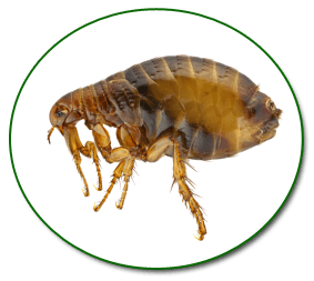control de pulgas y garrapatas