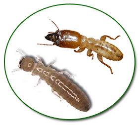 Termites Control and Inspection